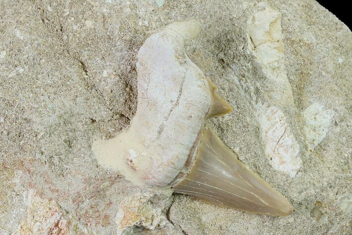Otodus Shark Tooth Fossil in Rock - Eocene #135851